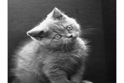 -gato,(oo4)