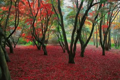 BOSQUE DE COLORES jigsaw puzzle