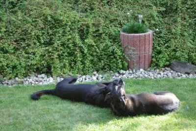 Shila und Noki im Garten
