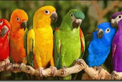 פאזל של LOROS