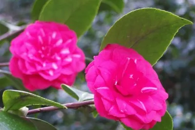camÃ©lias