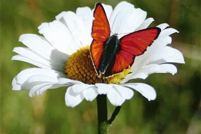 marguerite