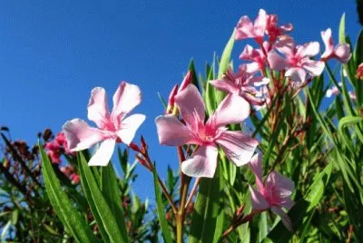fleurs d 'Ã©tÃ¨