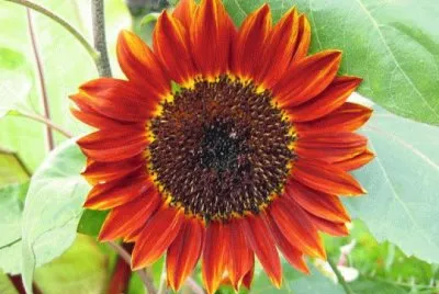 helianthus