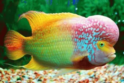 Rainbow Horn Fish