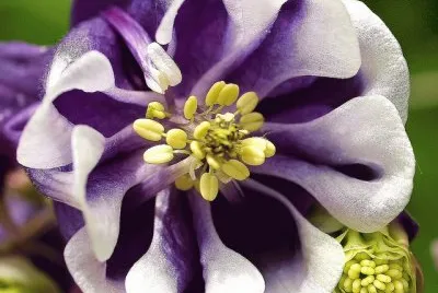 Colombine Flower