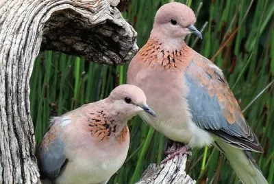 Birds