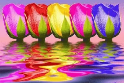 Colored Tulips