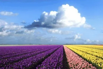 Tulips from the Netherlands jigsaw puzzle