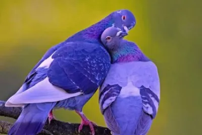 pigeons