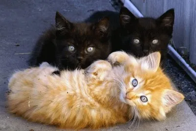 chatons