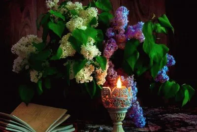 bouquet de lilas