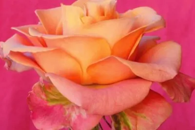 Beautiful Rose