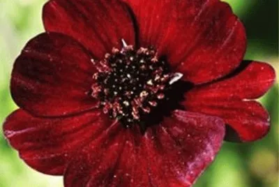 cosmos chocolat