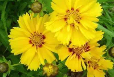 coreopsis