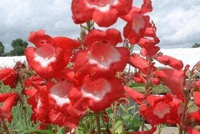 penstemon
