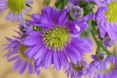 Purple Flowers