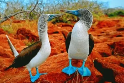 ALCATRACES DE LAS GALÃPAGOS