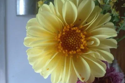 Dalia
