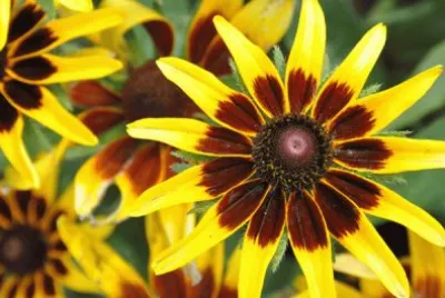 rudbeckia
