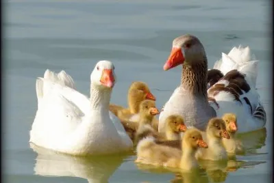 Famí­lia de Gansos