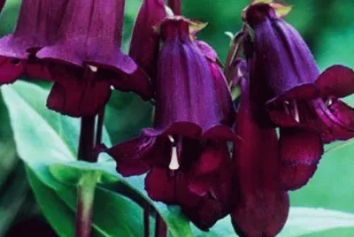 penstemon