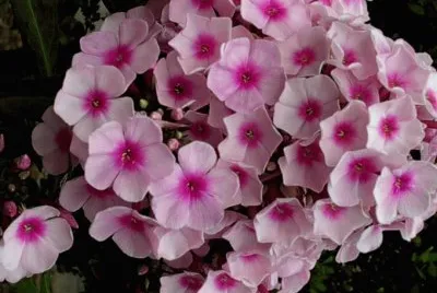 phlox