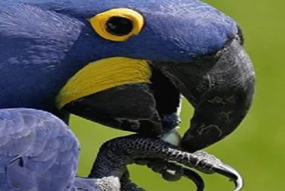פאזל של - arara azul!!