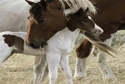 - cavalo!!!