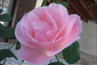 ROSA jigsaw puzzle
