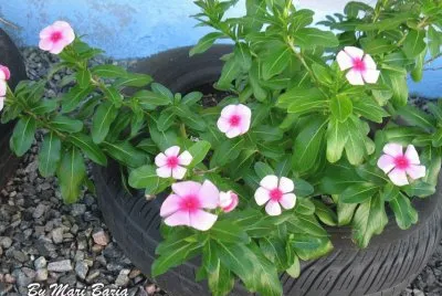JARDIM