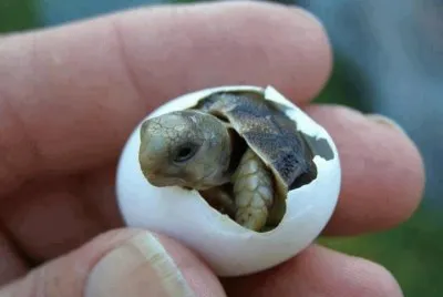 DÃ  "HOLA " AL MUNDO.