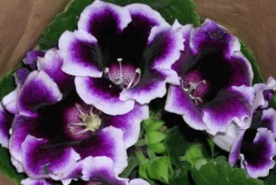 gloxinia