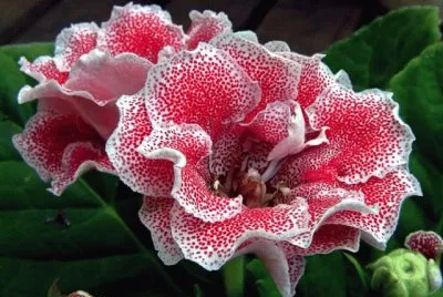 gloxinia