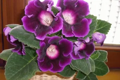 gloxinia