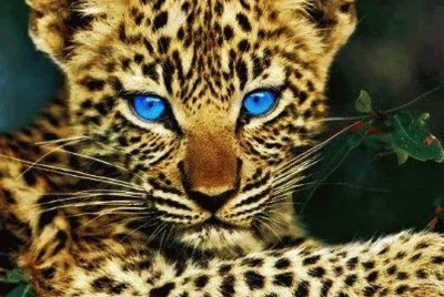 animal: lÃ©opard