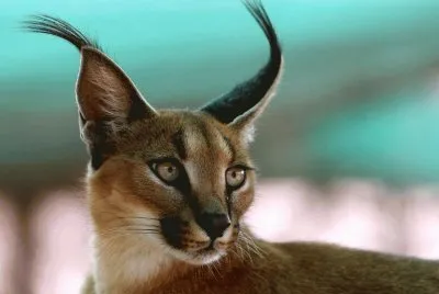 animal: linx