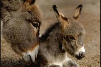animaux: anes