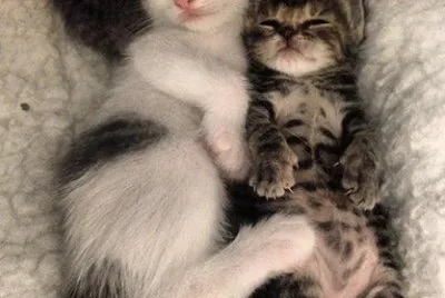 animaux: chats