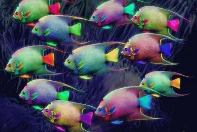 animaux: poissons