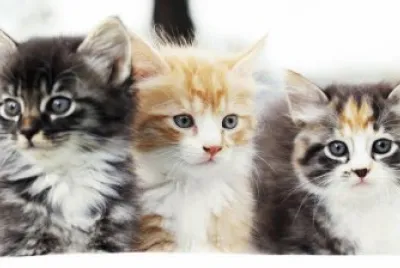 animaux: chatons