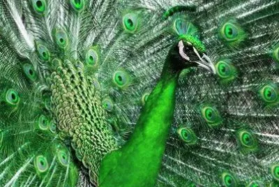 animaux: paon