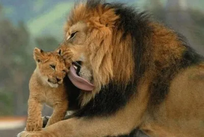 animaux: lions jigsaw puzzle