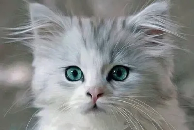 animaux: chaton