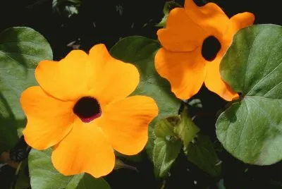 thunbergia