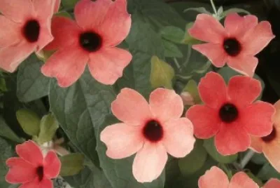 thunbergia