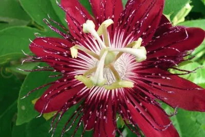 passiflora