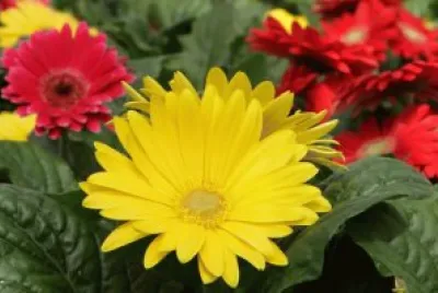 gerbera