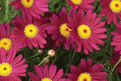 anthemis