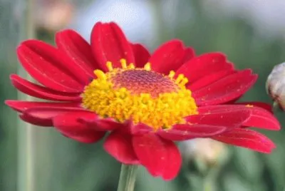 anthemis
